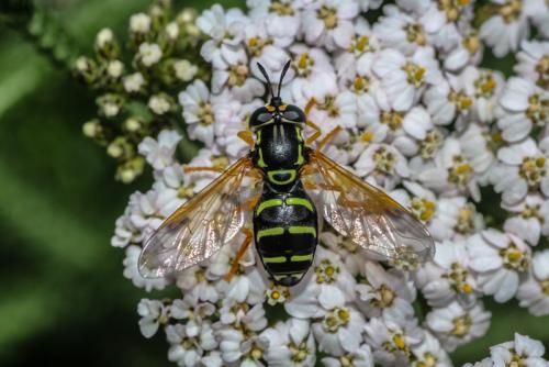 Chrysotoxum festivum